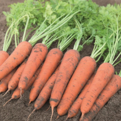 Marchew Farah  F1 100 tyś. nasion precyzja  st